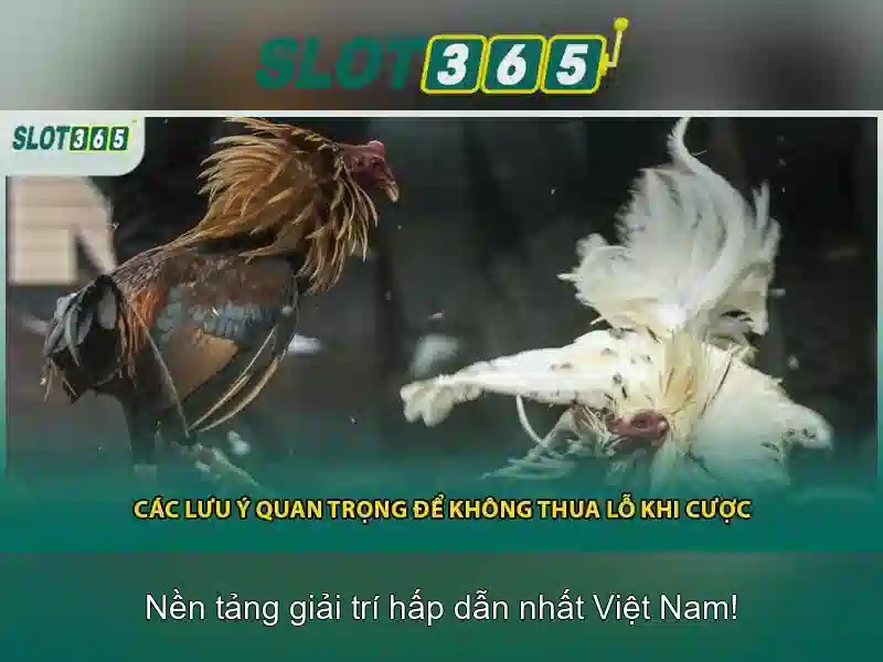 Trải nghiệm người dùng Slot365