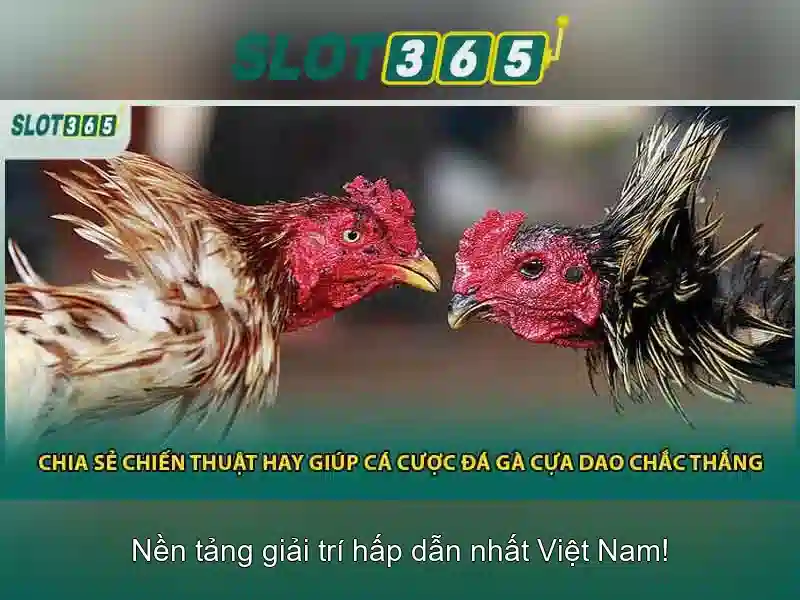 Kết luận và tương lai của Slot365