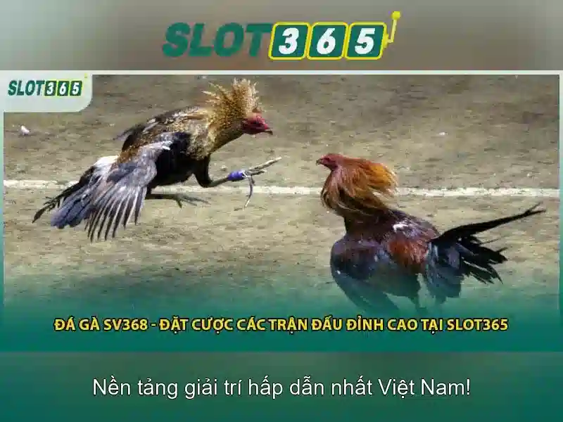 Cách bắt đầu với Slot365