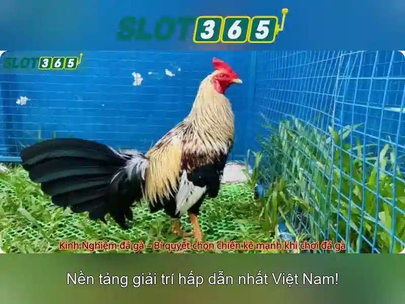 Những tính năng nổi bật và thưởng\n